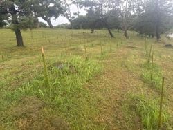 「ミライ」を植えるプロジェクト