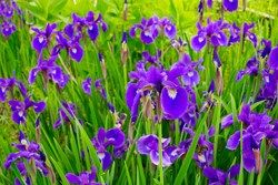 菖蒲見に行きませんか？