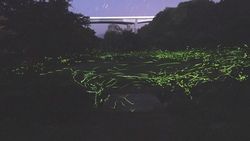 ホタルが見られる季節到来♪オフピーク旅でお得に旅をしよう！