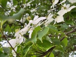 白い葉は花のよう～ヤマボウシ～