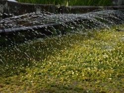 清流に咲く初夏の雪。　三島梅花藻が見ごろです