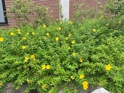 キンシバイ咲き始めました！