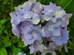 紫陽花開花情報♪