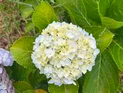 指宿に紫陽花が咲きました