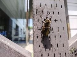 もうすぐ夏休みです。キャンプの計画を