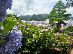 梅雨晴れを彩る紫陽花