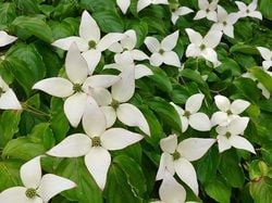初夏を代表する花木「ヤマボウシ」