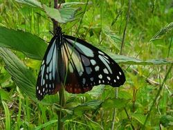 アサギマダラが飛んでます～