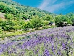夢農場ラベンダー祭り2026♪