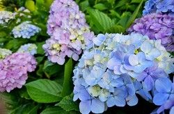 あじさい情報！！