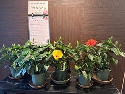 夏を彩るハイビスカス