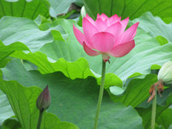 まもなく栗林公園にて「蓮の花」が見ごろを迎えます