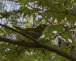 五色台に棲む野鳥と香川の県民鳥について🐦