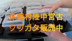 クワガタ販売中