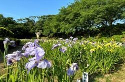 毎年恒例！北潟湖畔の花菖蒲園が見頃を迎えています！