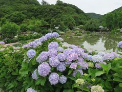 紫陽花見頃です♪・・・あわじ花山水