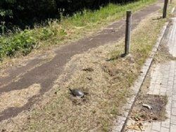 ビオトーープ！【カメは、居まんねん】