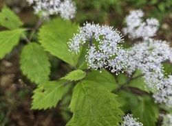 梅雨を彩るお花