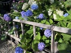 真野寺のあじさいを見てきました！