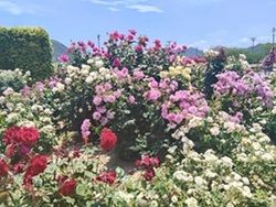 心癒されるバラの名所「よしうみバラ公園」