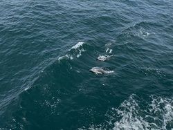 伊勢湾フェリー乗船中に、野生のイルカを目撃しました！
