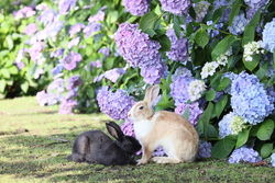 大久野島の紫陽花、まだまだ咲いていますよ♪