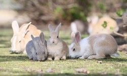 臨時休館のお知らせ