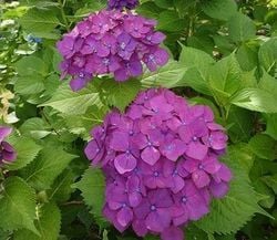 ​梅雨を彩る紫陽花を見に行こう♪　俱利伽羅不動寺