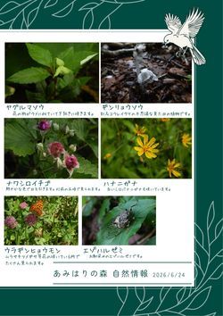 あみはりの森自然情報(第６回)
