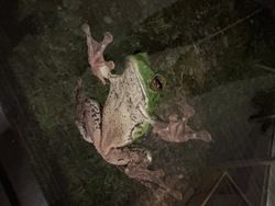 休暇村妙高でモリアオガエルに会いました🐸