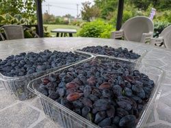 ハスカップの塩漬けを仕込み中です！！