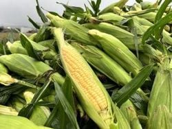 渥美で朝採れとうもろこしを食べよう🌽!!!!