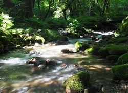 神秘の森「木谷沢渓流」