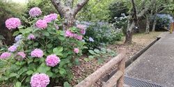 館山城、城山公園のあじさいが見ごろです