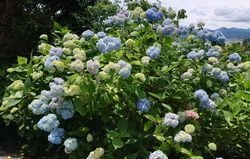 あじさいロード開花状況 6/27
