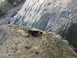 🦀二の浜海岸で発見！！カニさん！🦀
