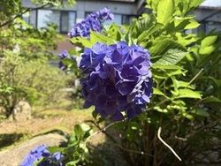 太陽の下で元気に咲いています！