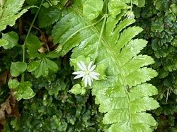 ちょっと気になるので周辺の植物を調べてみました。