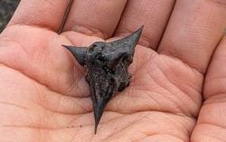 諏訪湖のヒシの実