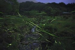 初夏の風物詩「ホタルの観賞会」のご案内（７月５日終了）