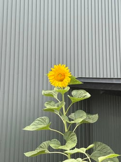 一輪のひまわり