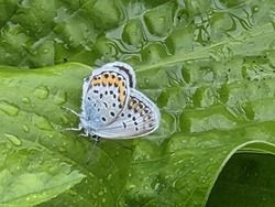 湿原の植物を見に来ませんか
