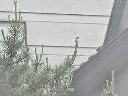 キセキレイ遊びにきています🐥