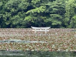 沈み鳥居⛩