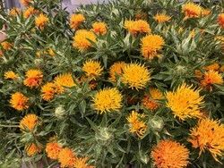 山形県花　”べに花”を愛でる