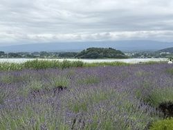 河口湖と花畑の大石公園