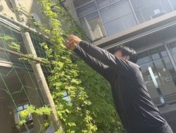 ついにゴーヤを収穫しました！