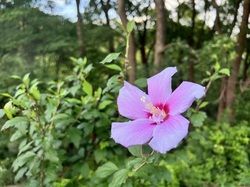 夏の花【ムクゲ】が咲き始めました。
