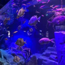 深海の神秘！『沼津港深海水族館』