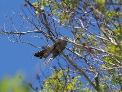 この声、誰の鳴き声？